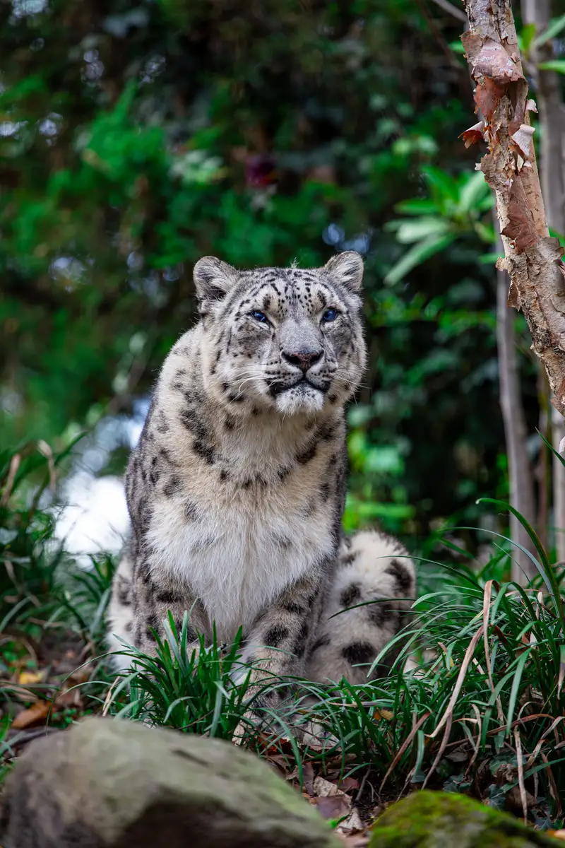 A snow leopard sitting among the greenery. Photograph by Stefano Paolucci