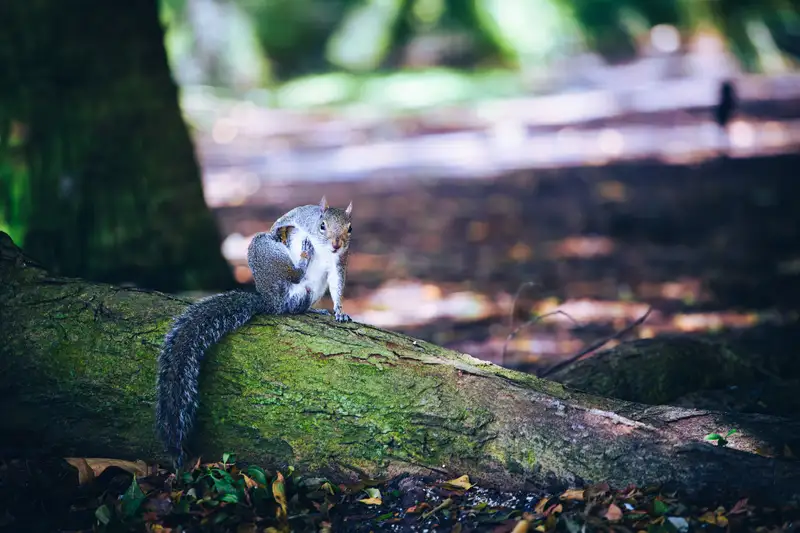 A squirrel on a moss-covered log. Photograph by Stefano Paolucci